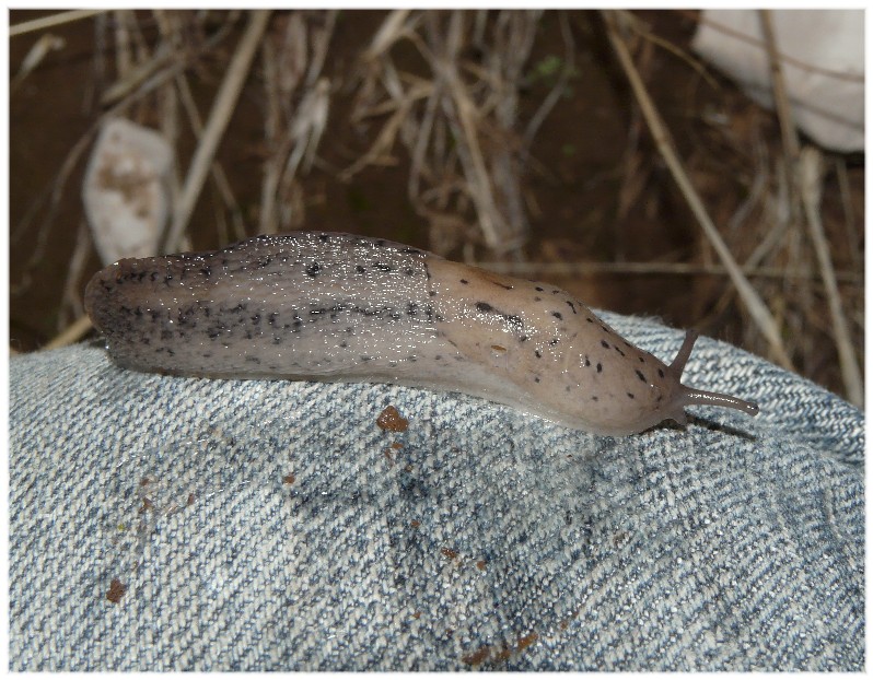 Alcuni Limax millepunctatus dal Gargano (FG)